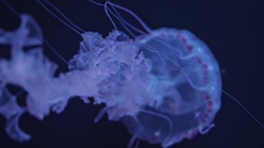 Bir grup floresan denizanası yeşil neon ışığıyla akvaryum havuzunda su altında yüzer. Atlantik deniz ısırgan otu chrysaora quinquecirrha mavi su, okyanus. Theriology, turizm, dalış, sualtı yaşamı.