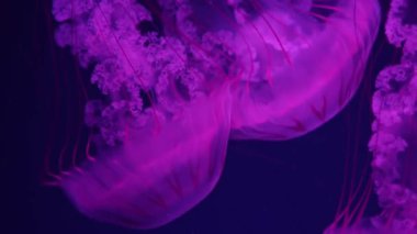 Bir grup floresan denizanası yeşil neon ışığıyla akvaryum havuzunda su altında yüzer. Atlantik deniz ısırgan otu chrysaora quinquecirrha mavi su, okyanus. Theriology, turizm, dalış, sualtı yaşamı.