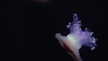 Akdeniz 'de (Cotylorhiza tuberculata) yüzen güzel denizanası ya da kızarmış denizanası. Su altı vahşi yaşam konsepti.