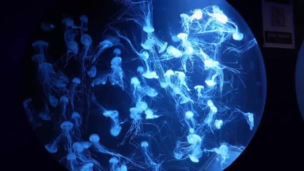 Skupina Fluorescenčních Medúz Plavou Pod Vodou Akvarijním Bazénu Zeleným Neonovým — Stock video