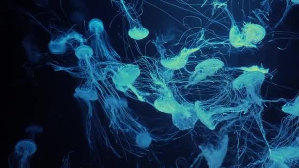 Bir Grup Floresan Denizanası Yeşil Neon Işığıyla Akvaryum Havuzunda Altında — Stok video