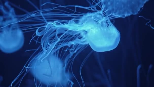 Группа Флуоресцентных Медуз Плавает Водой Аквариумном Бассейне Зеленым Неоновым Светом — стоковое видео