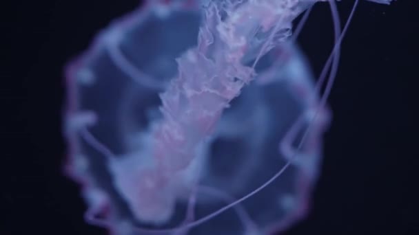 Группа Флуоресцентных Медуз Плавает Водой Аквариумном Бассейне Зеленым Неоновым Светом — стоковое видео