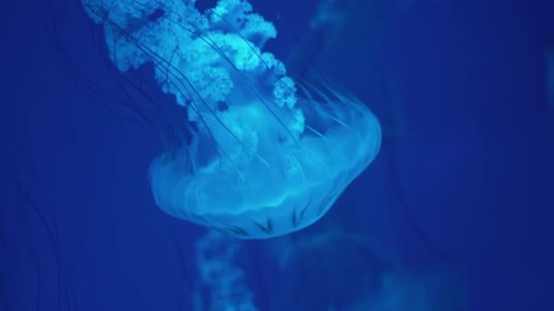 Grupo Medusas Fluorescentes Nadan Bajo Agua Piscina Del Acuario Con — Vídeos de Stock