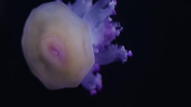 Beautiful Mediterranean Jellyfish Fried Jellyfish Swimming Mediterranean Sea Cotylorhiza Tuberculata — Stock Video