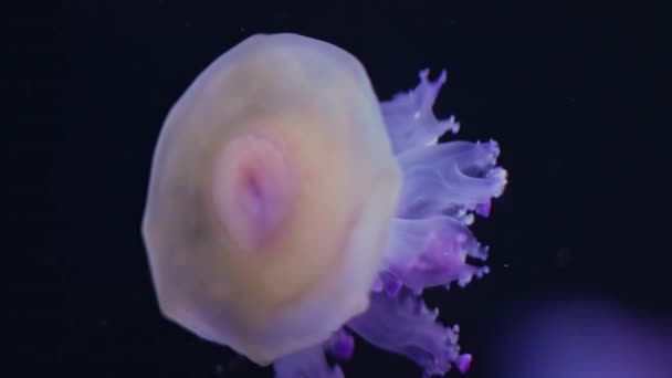 Krásné Středomořské Medúzy Nebo Smažené Medúzy Plavající Středozemním Moři Cotylorhiza — Stock video