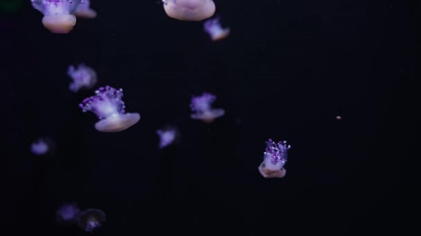 Piękna Meduza Śródziemnomorska Lub Smażona Meduza Pływająca Morzu Śródziemnym Cotylorhiza — Wideo stockowe