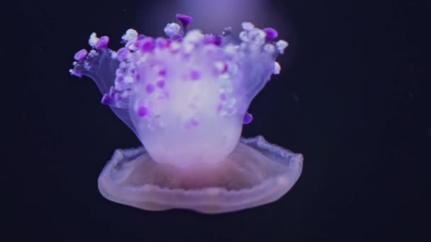 美丽的地中海水母或油炸水母在地中海 Cotylorhiza Tutuberculosis Ata 野外游泳 水下野生动物概念 — 图库视频影像