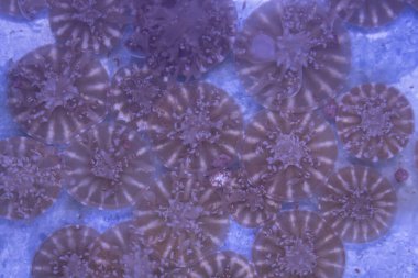 Baş aşağı duran denizanası (Cassiopea Andromeda), alttaki bir denizanası zehirli dokunaçları olan bir vücutla nabız atar.