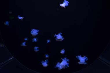 Bir denizanası akvaryumda yüzer. Phyllorhiza punctata, Avustralya 'dan Japonya' ya kadar Batı Pasifik Okyanusu 'nun tropikal sularında bulunan bir tür.