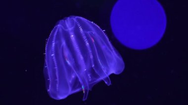 Denizanası Siğil Denizanası Denizanası Mnemiopsis Leidyi okyanus akvaryumunda