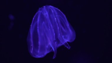 Denizanası Siğil Denizanası Denizanası Mnemiopsis Leidyi okyanus akvaryumunda