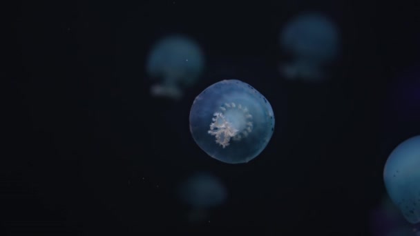 Eine Qualle Schwimmt Einem Aquarium Phyllorhiza Punctata Ist Eine Art — Stockvideo