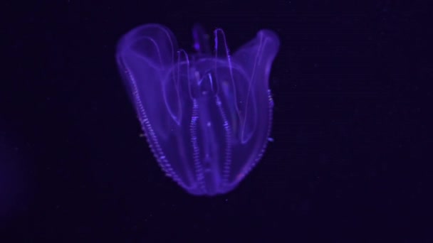 Medusas Vieira Verrugosa Jalea Mnemiopsis Leidyi Acuario Del Oceanario — Vídeos de Stock
