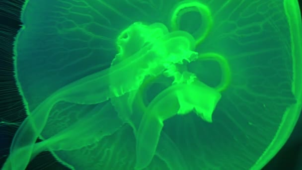 Meduza Neonowym Efektem Świecenia Akwarium Morskim Kijowie Ukraina — Wideo stockowe