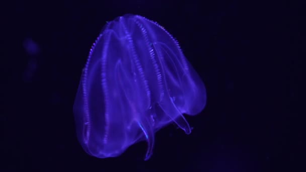 Медузи Варті Гребінці Желе Mnemiopsis Leidyi Акваріумі Океанаріуму — стокове відео