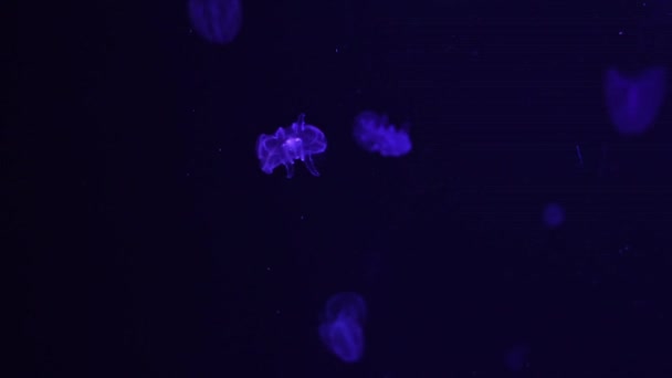 Medusas Vieira Verrugosa Jalea Mnemiopsis Leidyi Acuario Del Oceanario — Vídeo de stock