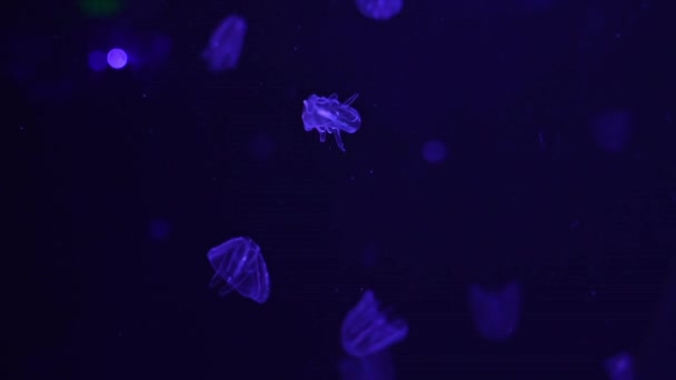 Maneter Warty Pilgrimsmussla Gelé Mnemiopsis Leidyi Akvariet Oceanariet — Stockvideo