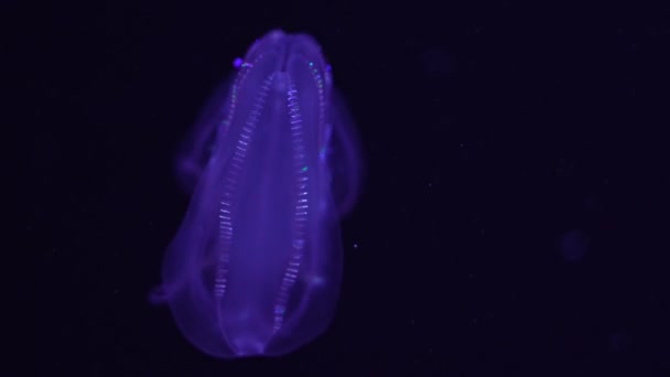 Meduză Warty Scoallop Jelly Mnemiopsis Leidyi Acvariul Oceanului — Videoclip de stoc