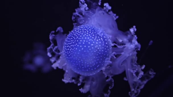 Медуза Плавает Аквариуме Phyllorhiza Punctata Вид Обитающий Тропических Водах Западной — стоковое видео