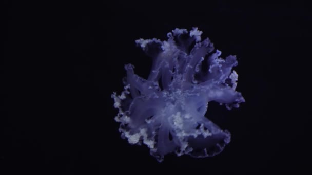 Uma Água Viva Nada Num Aquário Phyllorhiza Punctata Uma Espécie — Vídeo de Stock
