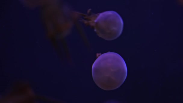 Όμορφη Πύρινη Μέδουσα Rhopilema Esculentum Κολυμπά Στο Ενυδρείο Του Ωκεανού — Αρχείο Βίντεο