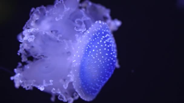 Bir Denizanası Akvaryumda Yüzer Phyllorhiza Punctata Avustralya Dan Japonya Kadar — Stok video