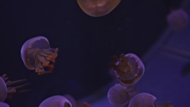 Piękny Ogień Meduzy Rhopilema Esculentum Pływa Akwarium Oceanarium — Wideo stockowe