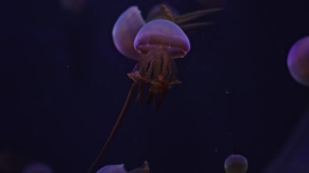 Красивая Огненная Медуза Rhopilema Esculentum Плавает Океанариуме — стоковое видео