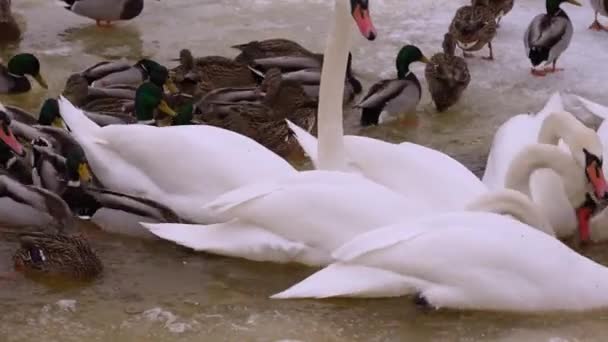 Лебеди Плавают Замёрзшем Озере Зимой Закате Весной Красивые Белые Лебеди — стоковое видео