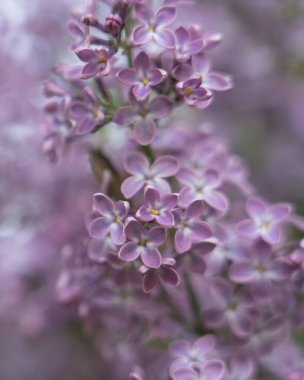 Mor Eflatun çiçekler arka plan çiçek açan, yakın çekim