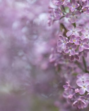 Mor Eflatun çiçekler arka plan çiçek açan, yakın çekim