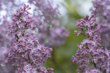 Mor Eflatun çiçekler arka plan çiçek açan, yakın çekim