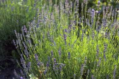 Mor lavanta çiçeği bitkisi ve baharat arkaplan dokusu. Menekşe lavanta tarlasında gün batımı. Valensole lavanta tarlaları, Provence, Fransa.