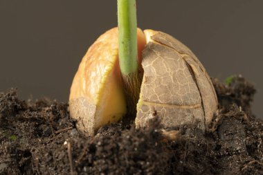 Toprağa ekilmiş avokado tohumu. Avokado filizi makro shot 'ı.