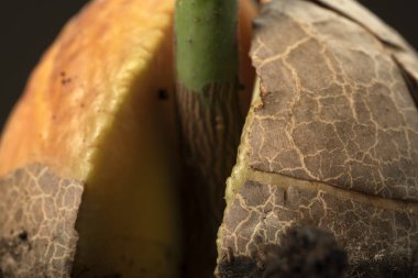 Toprağa ekilmiş avokado tohumu. Avokado filizi makro shot 'ı.