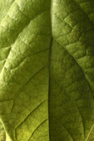 Detail shot of tropical avocado leaves, close up. Avocado seedling growing in a home garden.