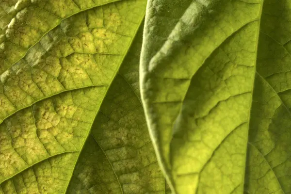 Detail shot of tropical avocado leaves, close up. Avocado seedling growing in a home garden.
