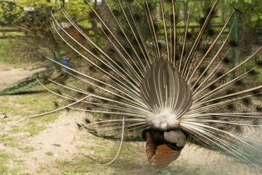 Close up of colorful peacock with his feathers fanned out