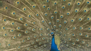 Close up of colorful peacock with his feathers fanned out