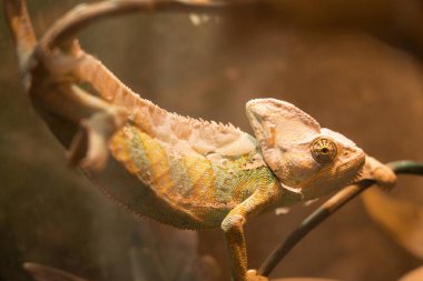 Sarı-mavi kertenkele Panter-bukalemun büyük bir dalda oturuyor.