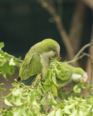 Kuveykır papağanı olarak da bilinen bir papağan (Myiopsitta monachus), sabahın erken saatlerinde Brezilya 'nın kuzeyinde, Pantanal' da, Mato Grosso 'da yeşil bir ağaç dalında oturur..