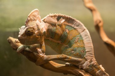 Sarı-mavi kertenkele Panter-bukalemun büyük bir dalda oturuyor.