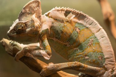 Sarı-mavi kertenkele Panter-bukalemun büyük bir dalda oturuyor.