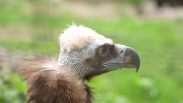 非洲白背兀鹫绿色背景 — 图库视频影像