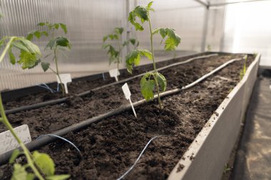 Genç domates fideleri (Solanum lycopersicum) bir serada sulu bir yatakta büyür..