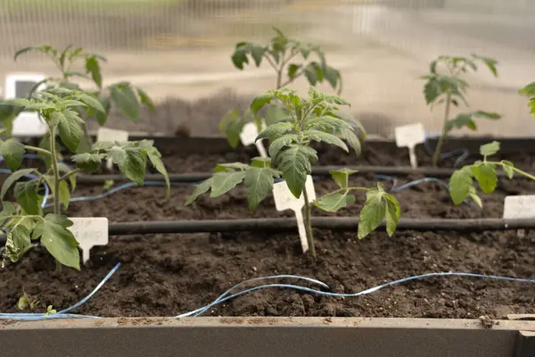 Genç domates fideleri (Solanum lycopersicum) bir serada sulu bir yatakta büyür..