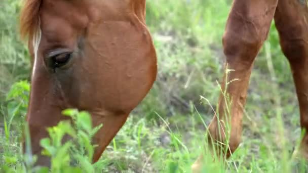 Brown Stallion Grazing Pasture Close — Stock Video