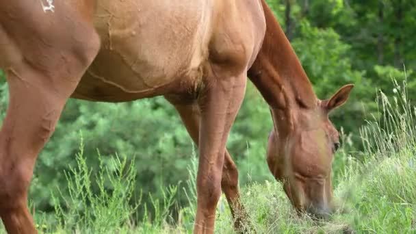 Brown Kuda Merumput Padang Rumput Close — Stok Video
