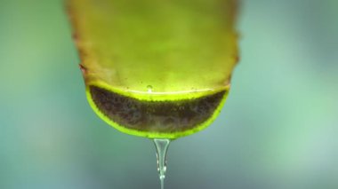 Geniş yeşil aloe vera bitkisi filizleri katlanmış yaprak parçaları ve aloe malzemelerinden akan temiz jel özü. Aloe vera jeli, cilt tedavisi için yararlı bitkiler.